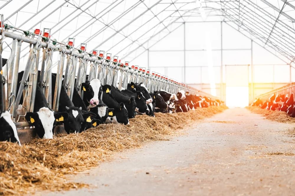 LAMB ID Menerima Pengakuan atas Inovasi dalam Nutrisi Ternak