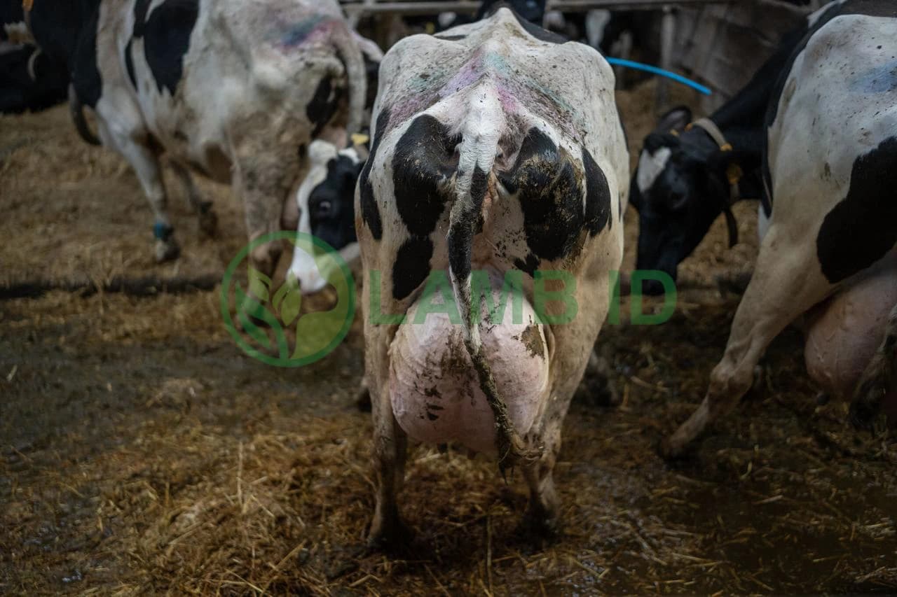 Peternak Domba dan Kambing Melaporkan Peningkatan Produktivitas dengan Pakan INDI-LAMB