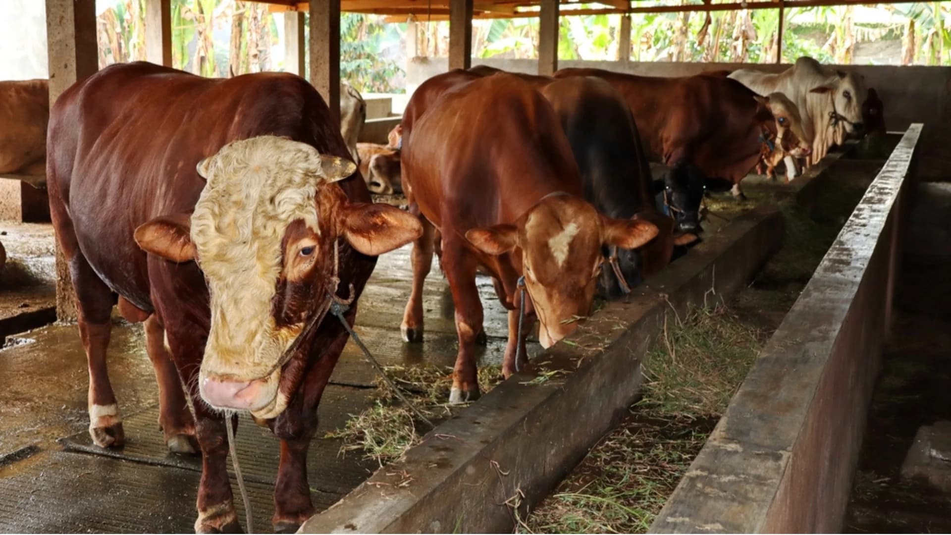Program Kemitraan Baru: LAMB ID Memperluas Jaringan Distribusi